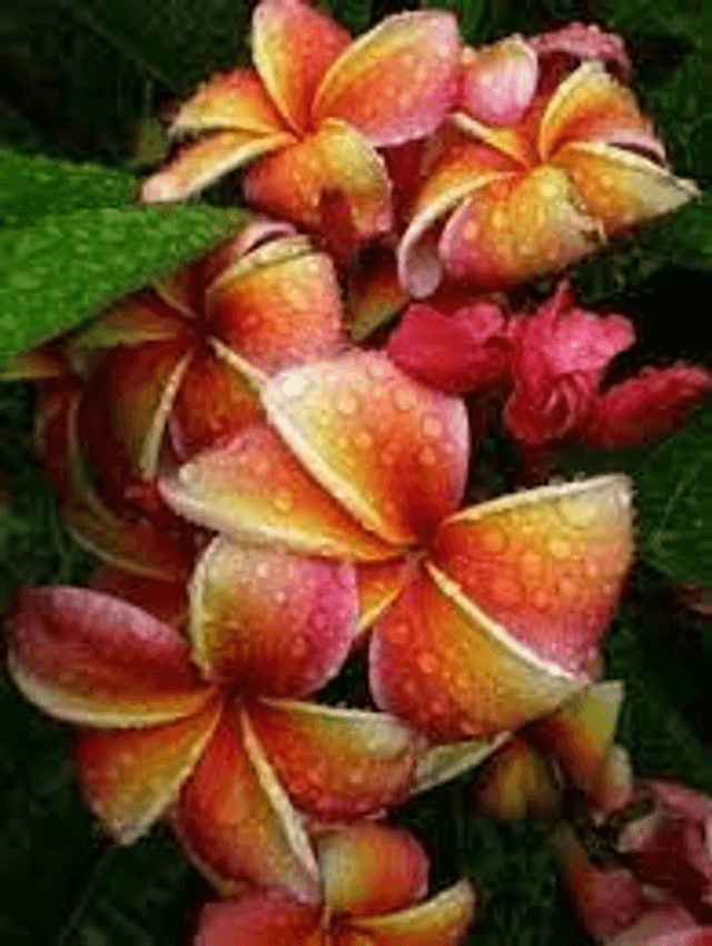 Fleurs des iles