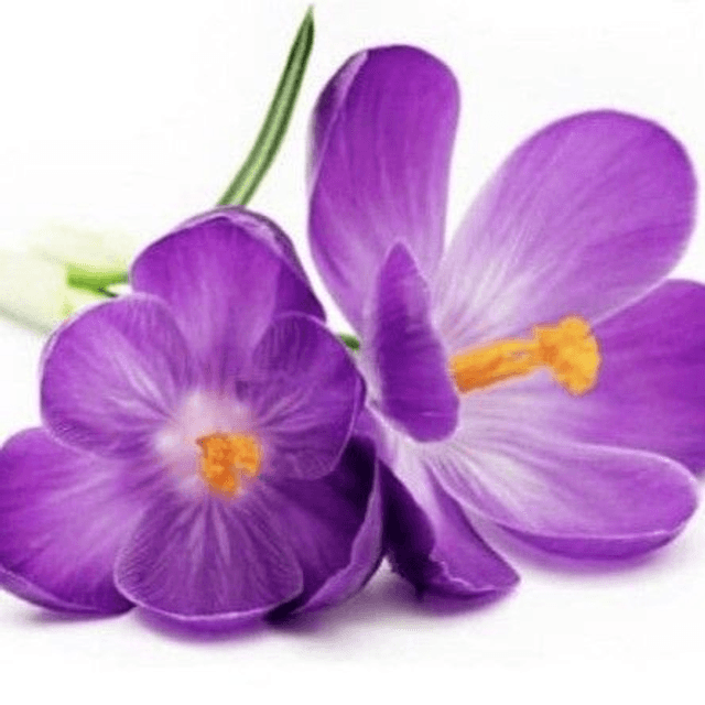 Violette