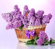 Fondant Lilas